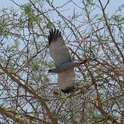 Dark Chanting Goshawk