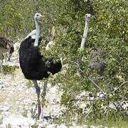 Common Ostrich