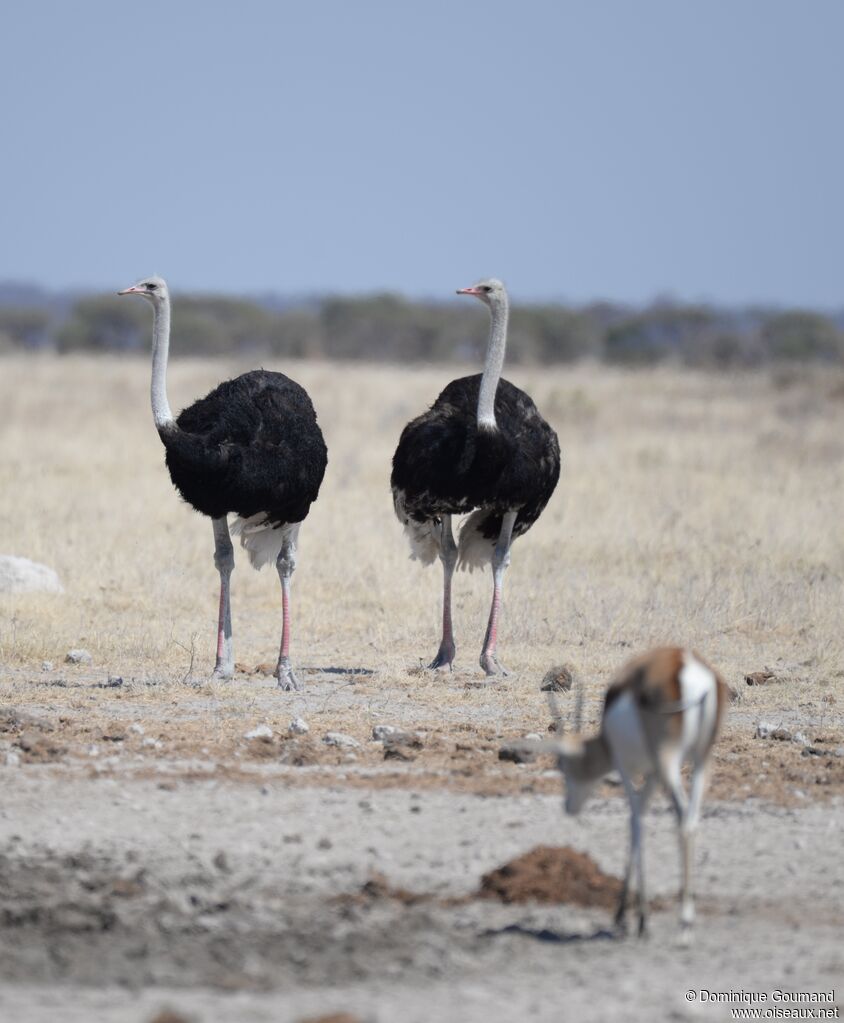 Common Ostrich male