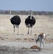 Common Ostrich