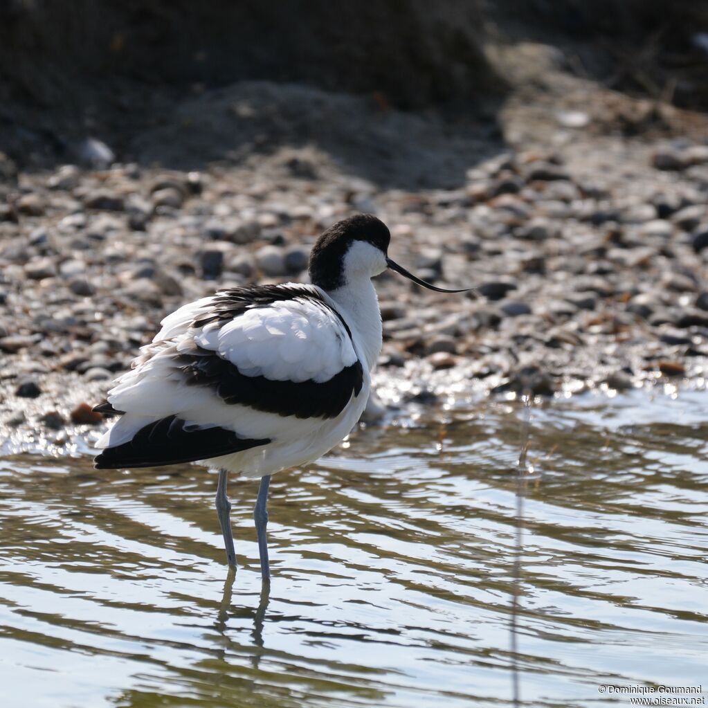 Pied Avocet