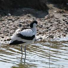 Avocette élégante