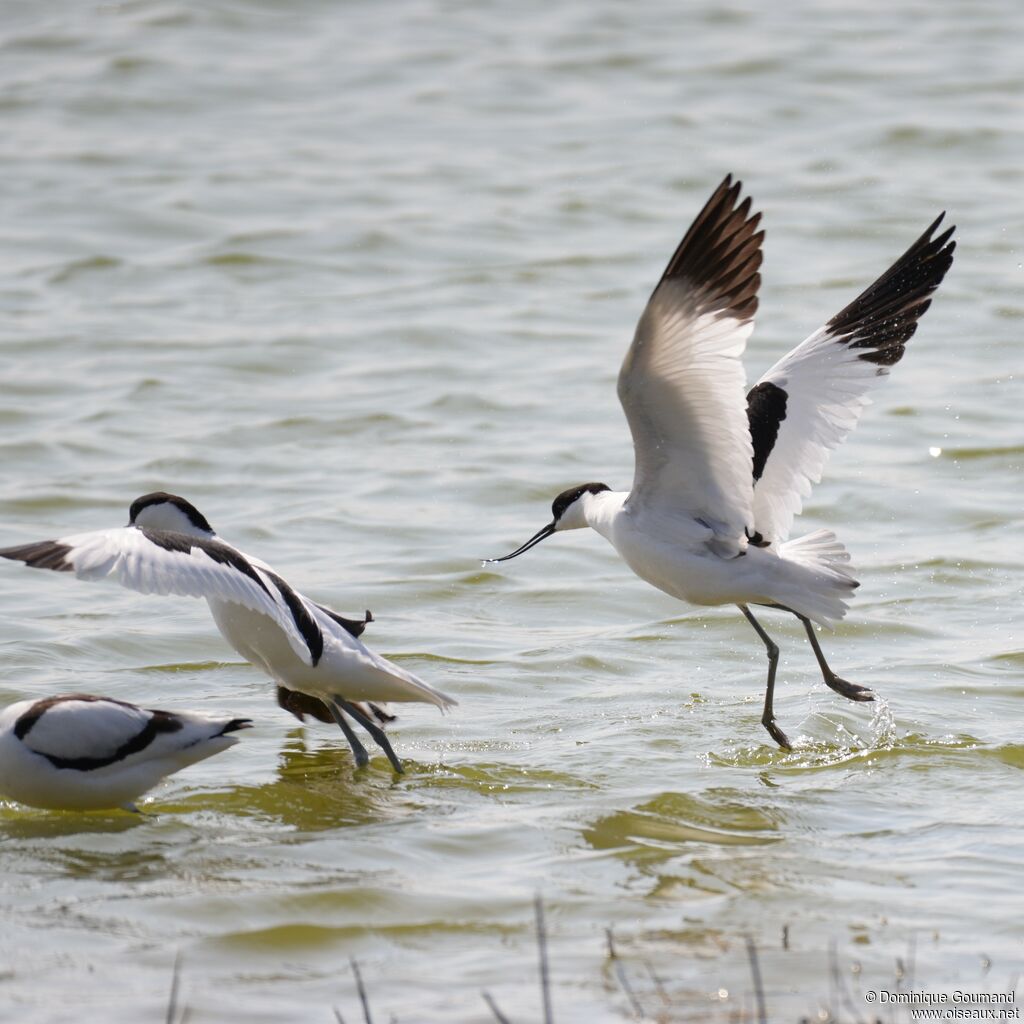 Pied Avocet