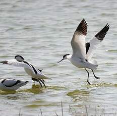 Avocette élégante