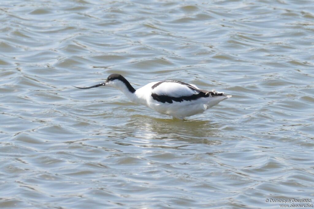 Pied Avocetadult