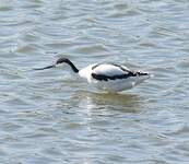 Avocette élégante