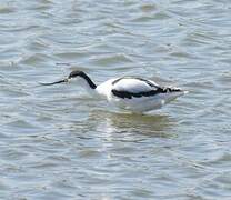 Pied Avocet