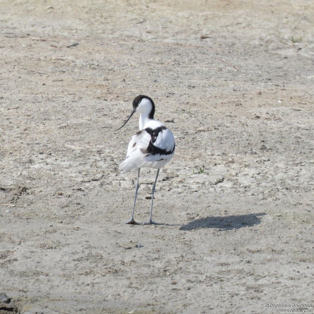 Avocette éléganteadulte