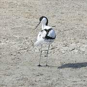 Avocette élégante