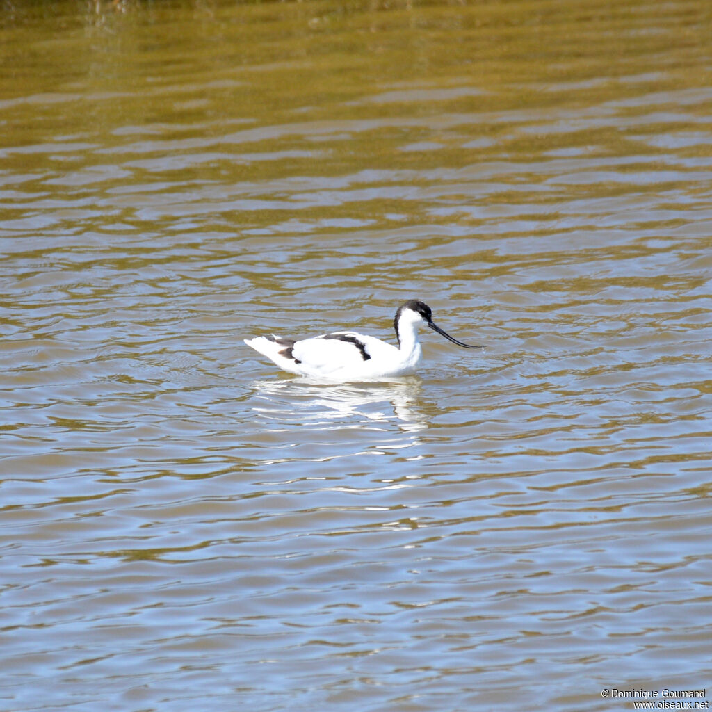 Avocette éléganteadulte, identification, nage