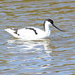 Avocette élégante
