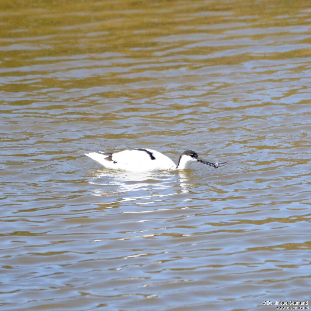 Avocette éléganteadulte, identification, nage, mange