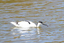 Avocette élégante