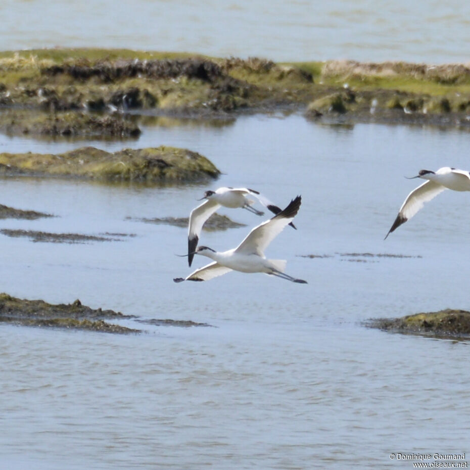 Avocette éléganteadulte, Vol