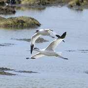 Avocette élégante