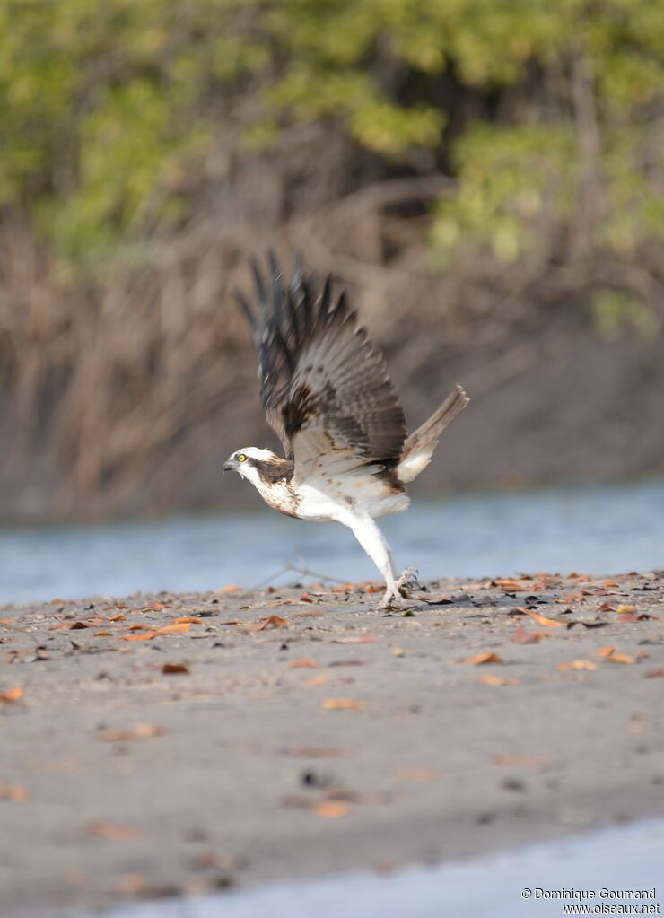 Balbuzard pêcheur