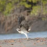 Western Osprey