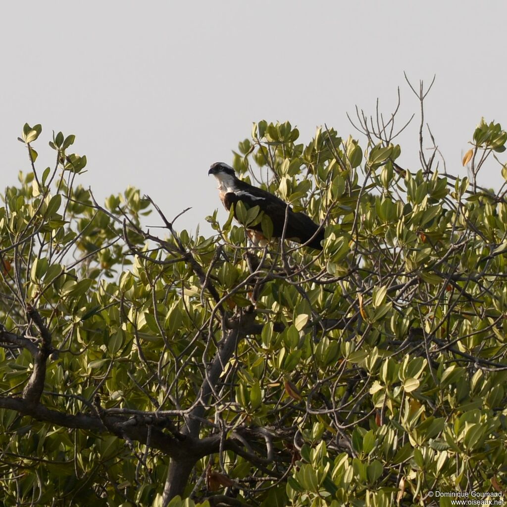 Western Osprey