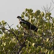 Western Osprey