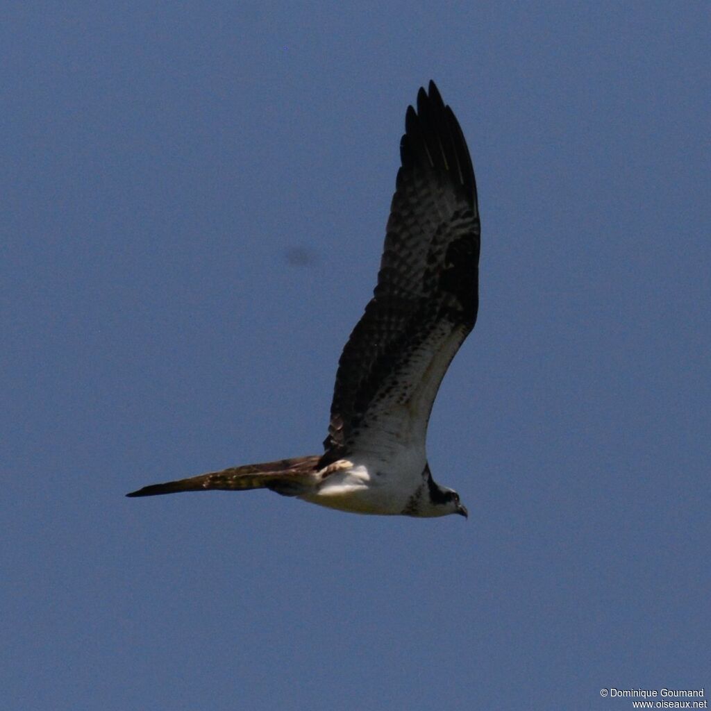 Balbuzard pêcheuradulte