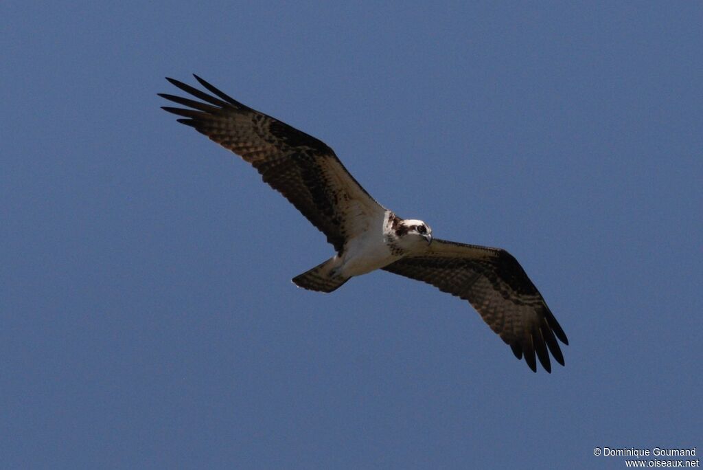 Balbuzard pêcheuradulte