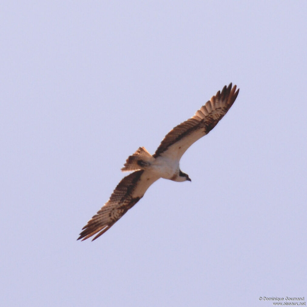 Balbuzard pêcheuradulte