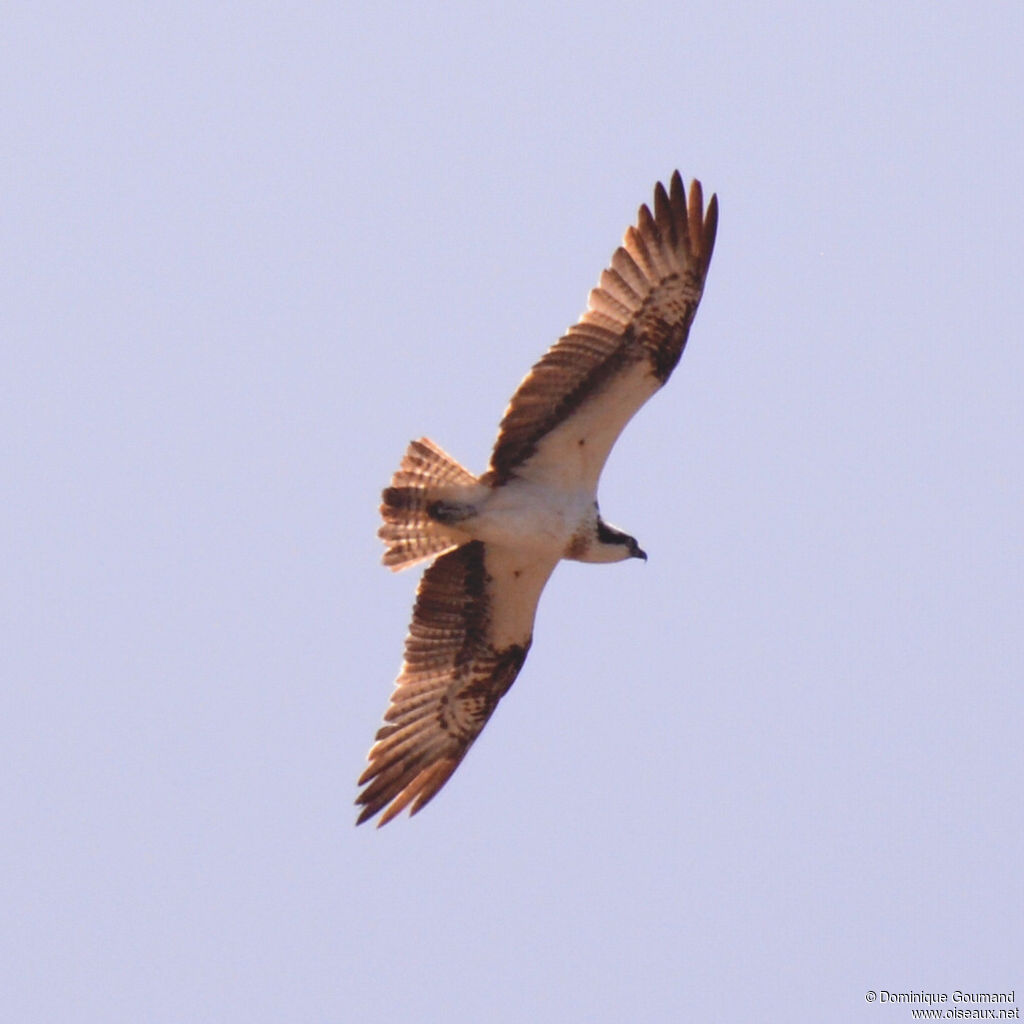 Balbuzard pêcheuradulte