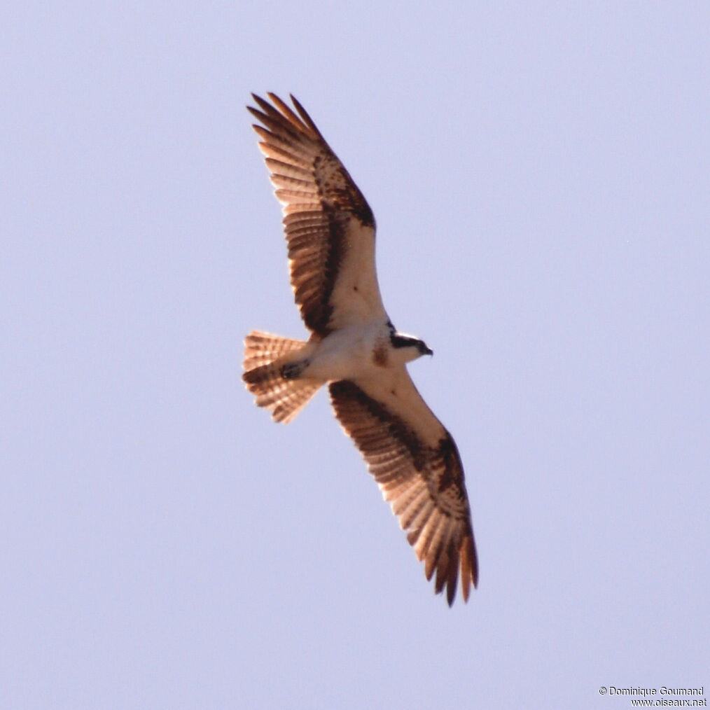 Balbuzard pêcheuradulte