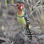 Red-and-yellow Barbet