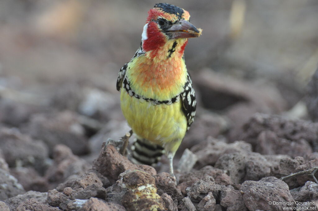 Red-and-yellow Barbet male adult