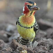 Red-and-yellow Barbet