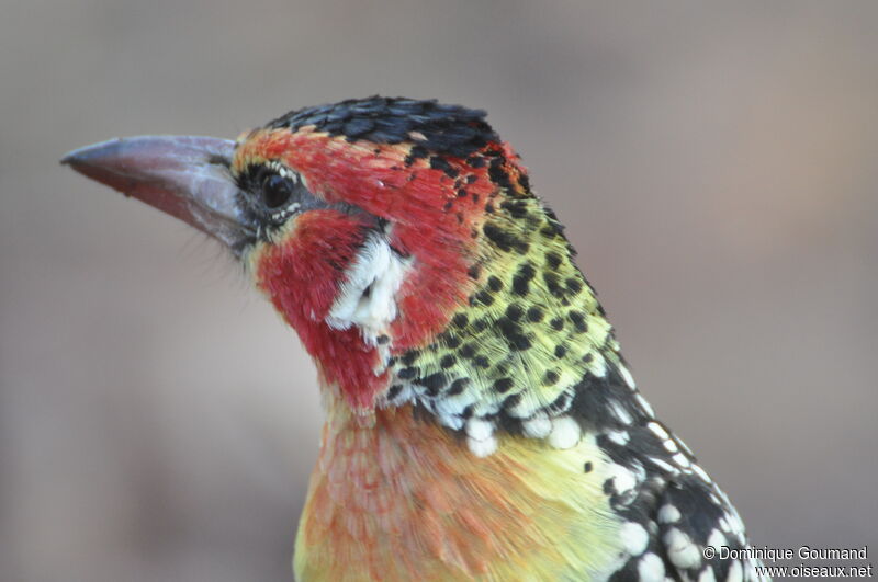 Red-and-yellow Barbet male adult