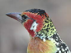 Red-and-yellow Barbet