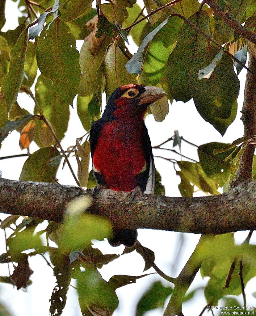 Double-toothed Barbet