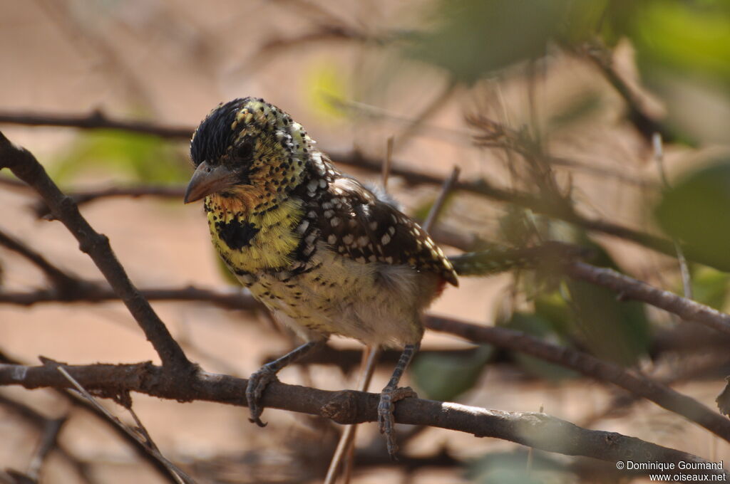 D'Arnaud's Barbet