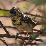 D'Arnaud's Barbet