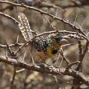 D'Arnaud's Barbet