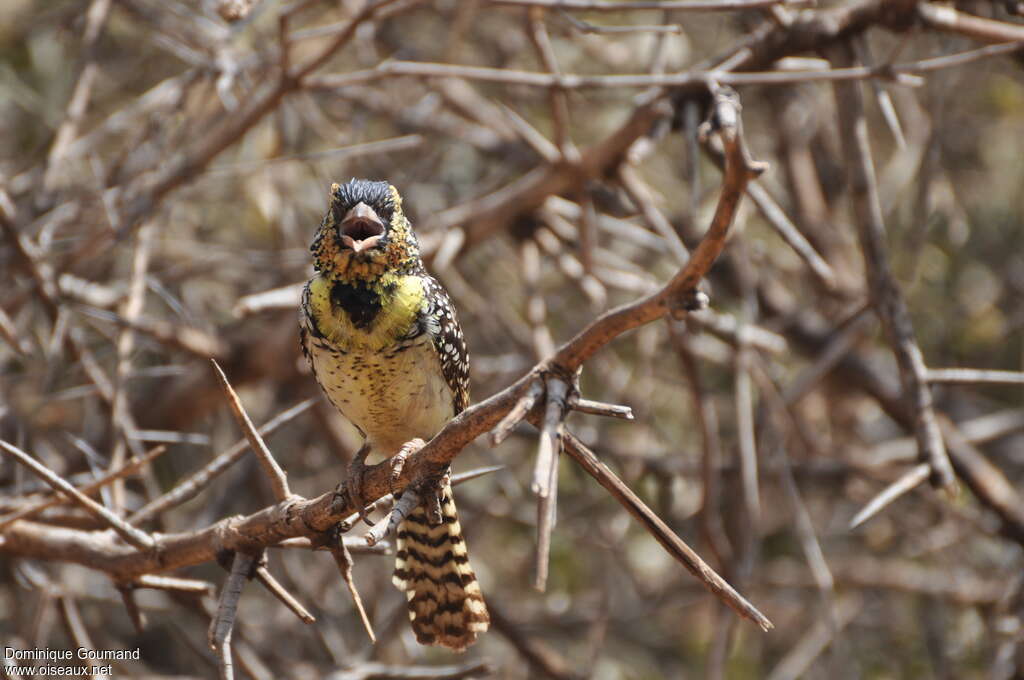 D'Arnaud's Barbetadult, habitat, song