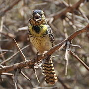 D'Arnaud's Barbet