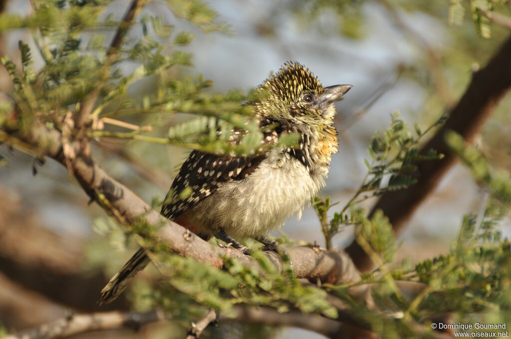 Usambiro Barbet