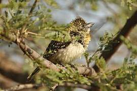 Usambiro Barbet