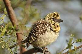 Usambiro Barbet