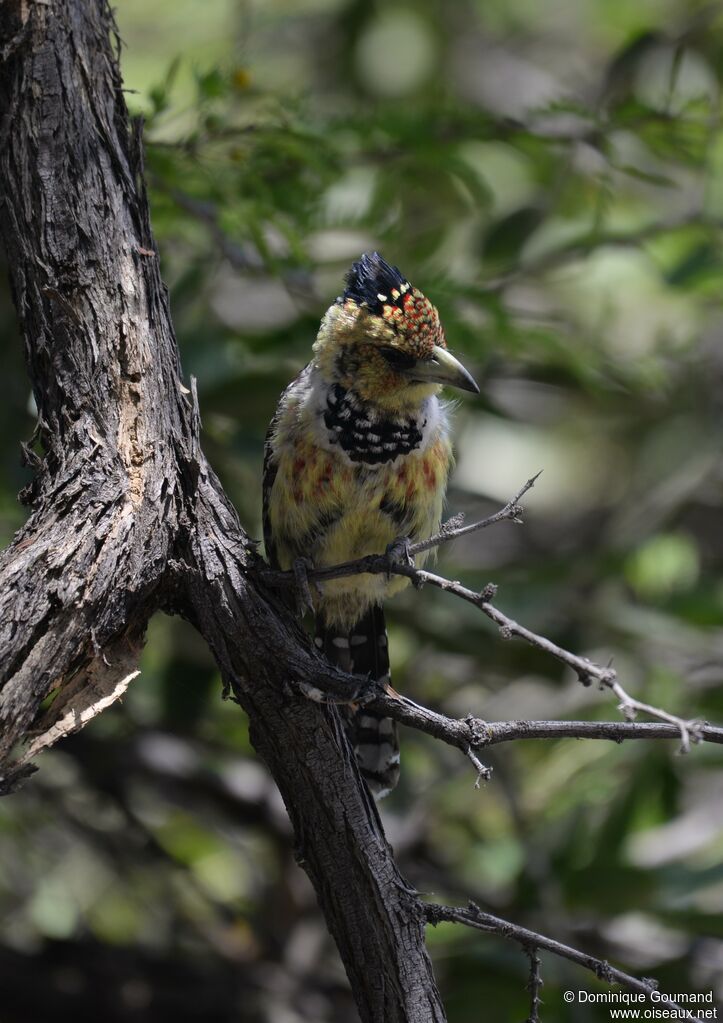 Crested Barbet