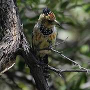 Crested Barbet