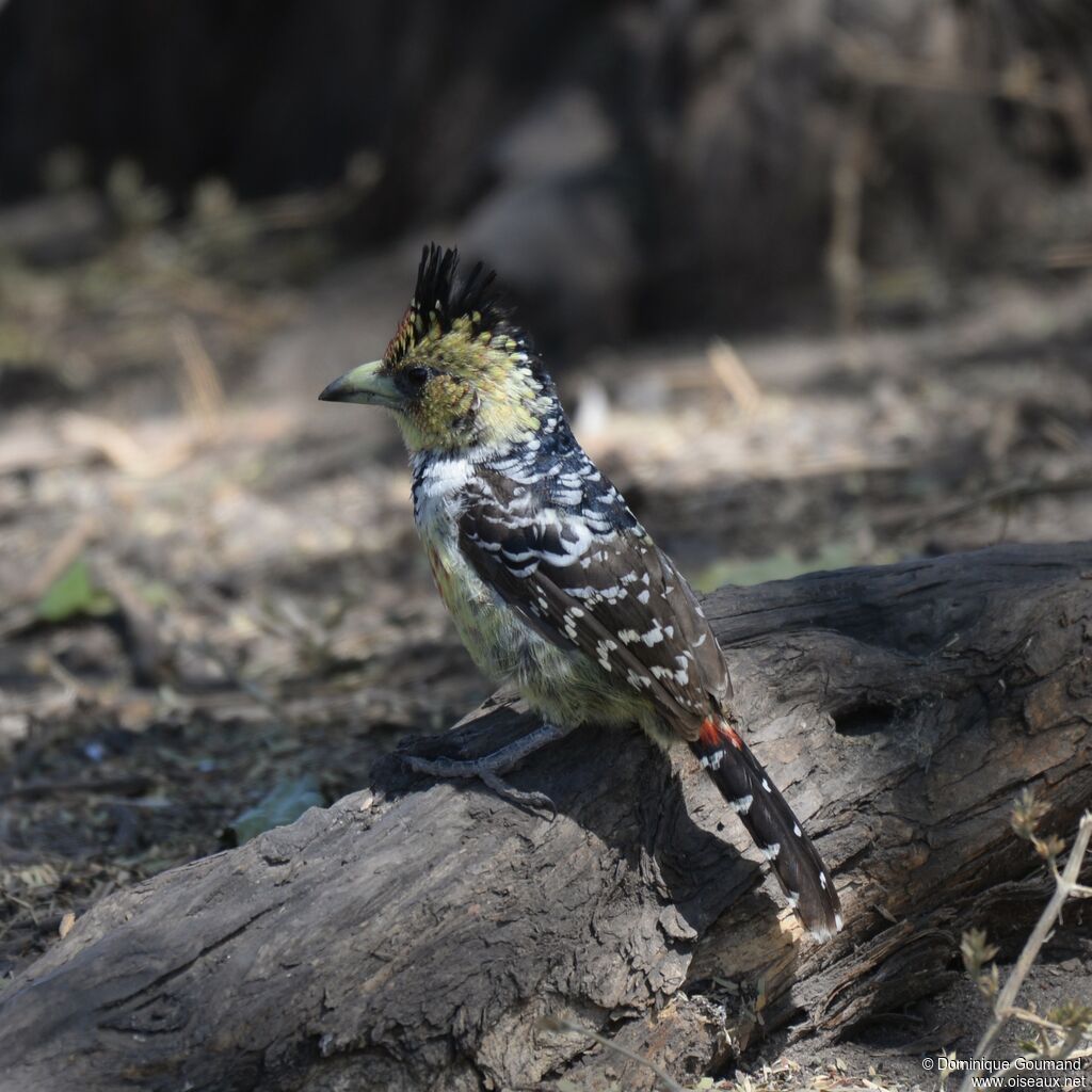 Crested Barbet