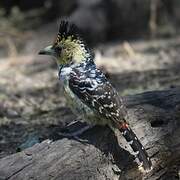 Crested Barbet