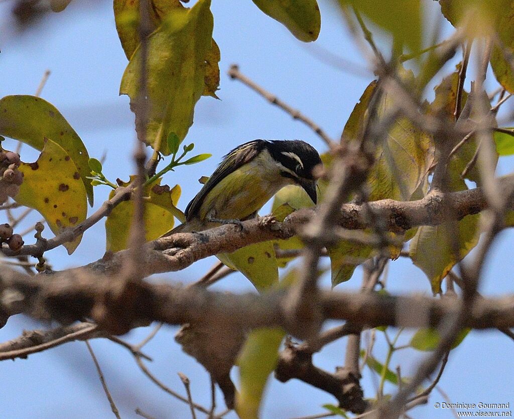 Yellow-rumped Tinkerbirdadult