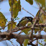 Yellow-rumped Tinkerbird