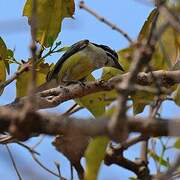 Yellow-rumped Tinkerbird