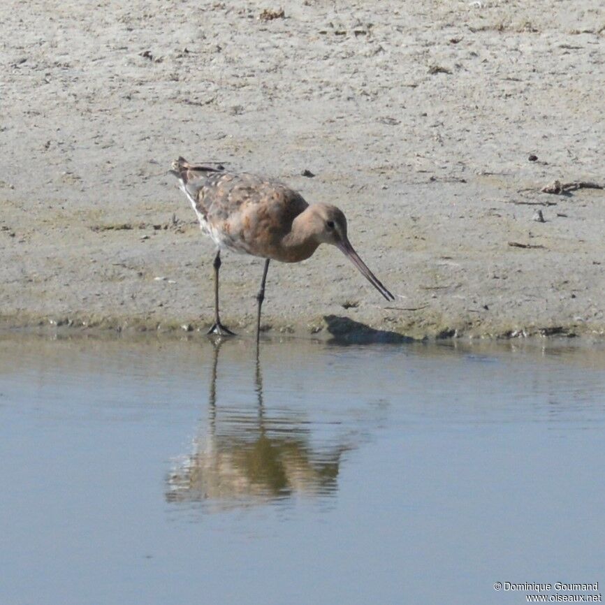 Black-tailed Godwitadult post breeding